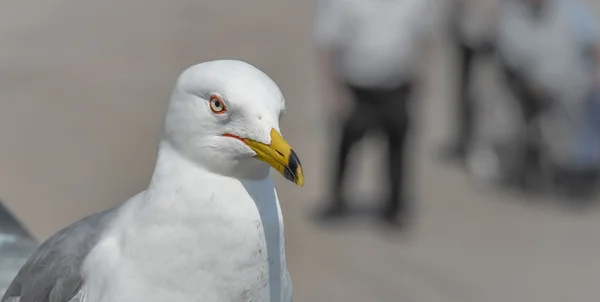 Ring-billed Gull (Larus delawarensis) pauses on a ledge.  close up of very common bird as it looks away from the camera. — Stock Photo, Image