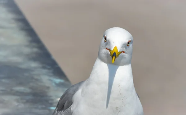 Was schauen Sie sich an? Nahaufnahme detailliertes Gesicht eines sehr großspurigen Vogels, wie er mit Haltung direkt in die Kamera schaut. — Stockfoto