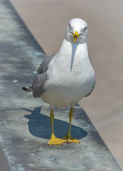 Was schauen Sie sich an? Nahaufnahme detailliertes Gesicht eines sehr großspurigen Vogels, wie er mit Haltung direkt in die Kamera schaut. — Stockfoto