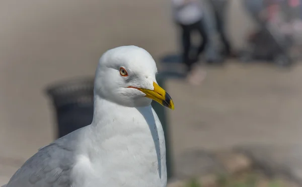 Ringschnabelmöwe (larus delawarensis) hält auf einem Felsvorsprung inne. Nahaufnahme eines sehr häufigen Vogels, der von der Kamera wegschaut. — Stockfoto