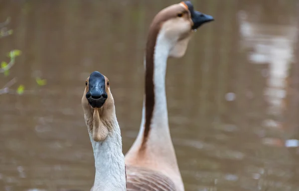 Oche cinesi dal collo lungo nel loro habitat di stagni in una fattoria di hobby in Ontario, Canada . — Foto Stock