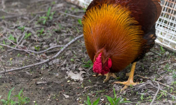 Rhode island red big cock hahn chicken mit extravaganten Rottönen. bunter großer schwanz beim spaziergang auf einem hobbybauernhof in ontario, kanada. — Stockfoto