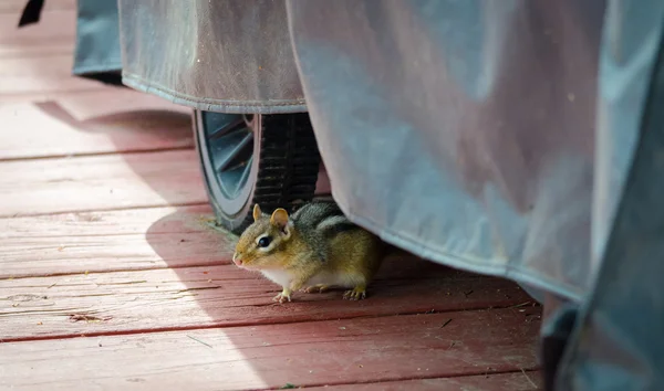 Chipmunk sort de la clandestinité sur un pont, attiré par les offres d'arachides, un régal favori . — Photo