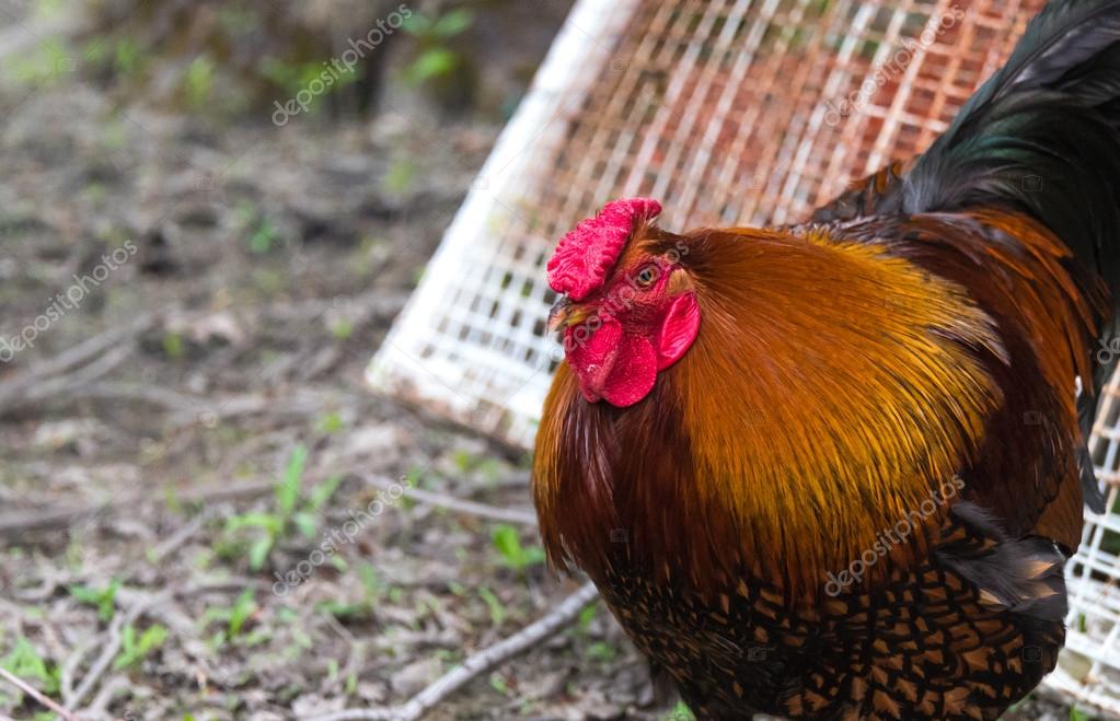 Großes Cockk