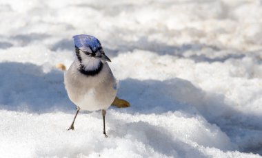 Mavi ilkbahar Mısır kar, fıstık, bir favori tedavi teklifleri tarafından çekti erime üzerinde Jay (Cyanocitta cristata).
