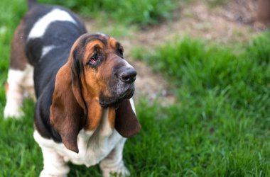 Bir yaşında Basset hound (Canis lupus familiaris) bir hobi çiftliğinin bahçesinde.
