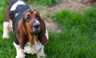 Bir yaşında Basset hound (Canis lupus familiaris) bir hobi çiftliğinin bahçesinde.