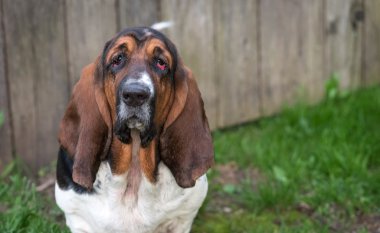 Bir yaşında Basset hound (Canis lupus familiaris) bir hobi çiftliğinin bahçesinde.