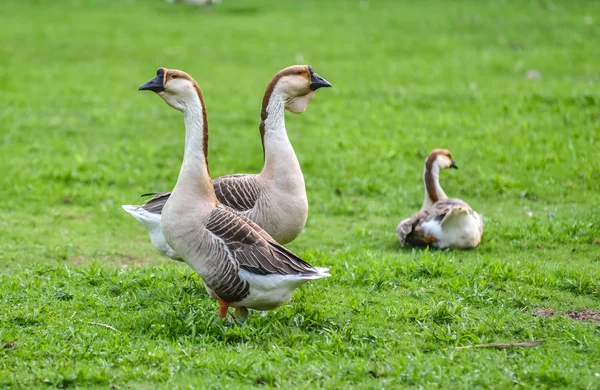 Domestic Chinese geese.   Earth tone Colourful big birds on a hobby farm in Ontario, Canada.