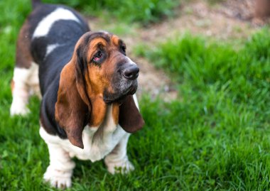 Bir yaşında Basset hound (Canis lupus familiaris) bir hobi çiftliğinin bahçesinde.