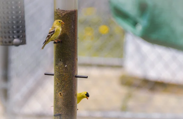 Küçük kuşlar - ABD'li sakası (Spinus tristis sarı). — Stok fotoğraf