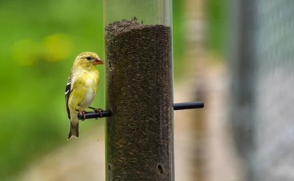 Pequenos pássaros amarelos - American Goldfinch (Spinus tristis ). — Fotografia de Stock