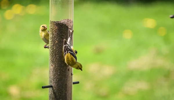 Pequenos pássaros amarelos - American Goldfinch (Spinus tristis ). — Fotografia de Stock