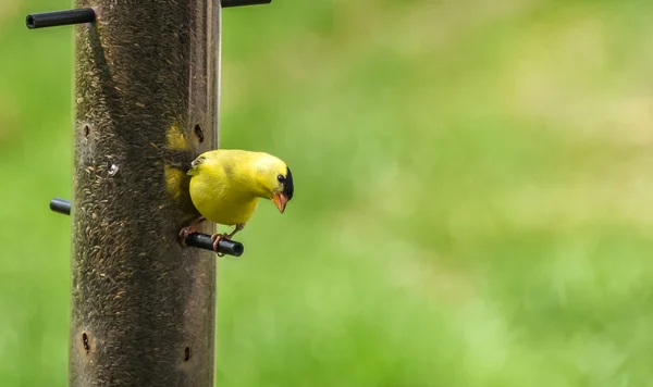 Маленькие желтые птицы - американский Голдфинч (Felus tristis) ). — стоковое фото