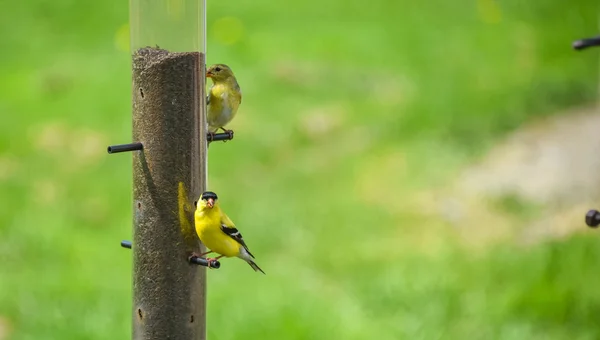 Маленькие желтые птицы - американский Голдфинч (Felus tristis) ). — стоковое фото