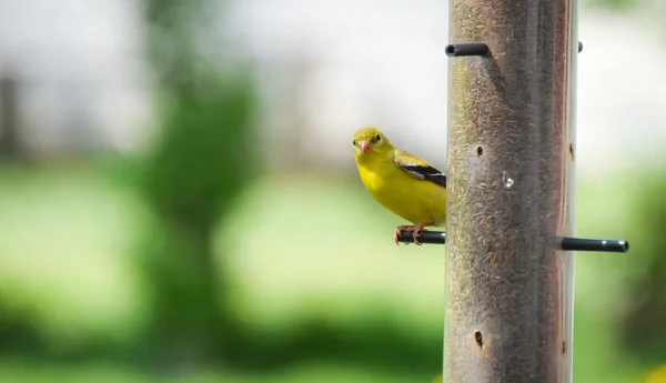 Pequenos pássaros amarelos - American Goldfinch (Spinus tristis ). — Fotografia de Stock