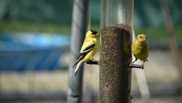 Pequenos pássaros amarelos - American Goldfinch (Spinus tristis ). — Fotografia de Stock