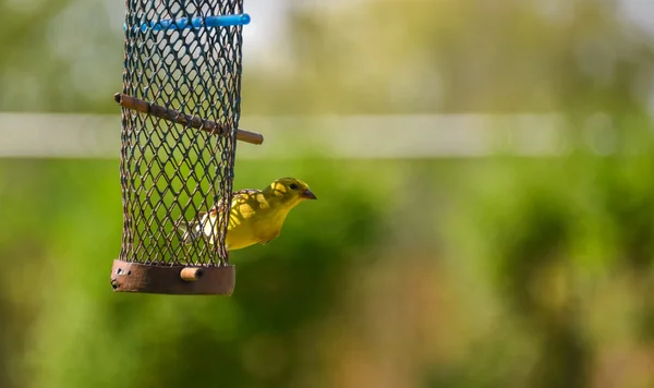 Маленькие желтые птицы - американский Голдфинч (Felus tristis) ). — стоковое фото