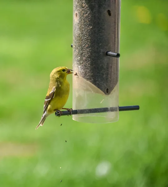 Pequeños pájaros amarillos - jilguero americano (Spinus tristis ). —  Fotos de Stock