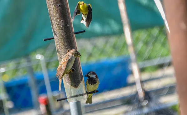 Pequeños pájaros amarillos - jilguero americano (Spinus tristis ). Fotos De Stock