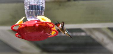 Springtime Ruby throated hummingbird (Archilochus colubris). clipart