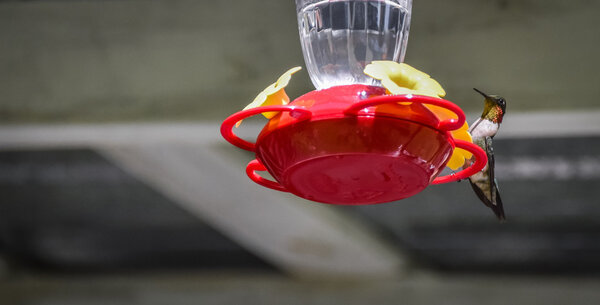 Springtime Ruby throated hummingbird (Archilochus colubris).