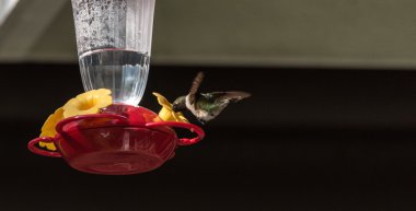 Bahar Ruby sinek kuşu (Archilochus colubris İzmir).