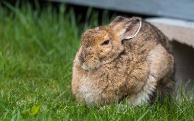 Bilge eski üst düzey bunny Karayak kameraya bakarak hare.