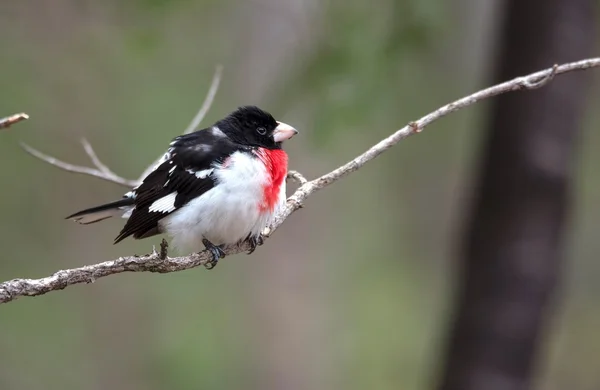 Pecho de rosa Grosbeak - Pheucticus ludovicianus . — Foto de Stock