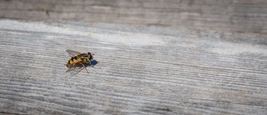 Helophilus sp. syrphid sinek bir sarı ceket eşekarısı gibi görünüyor bir sarı çizgili çiçek sinek olduğunu.