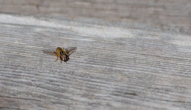 Helophilus sp. syrphid sinek bir sarı ceket eşekarısı gibi görünüyor bir sarı çizgili çiçek sinek olduğunu.
