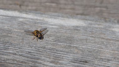 Helophilus sp. syrphid sinek bir sarı ceket eşekarısı gibi görünüyor bir sarı çizgili çiçek sinek olduğunu.