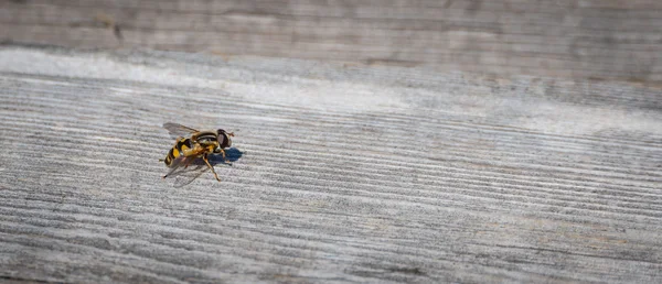 Helophilus sp. syrphid sinek bir sarı ceket eşekarısı gibi görünüyor bir sarı çizgili çiçek sinek olduğunu.