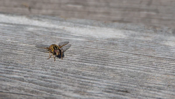 Helophilus sp. syrphid sinek bir sarı ceket eşekarısı gibi görünüyor bir sarı çizgili çiçek sinek olduğunu.
