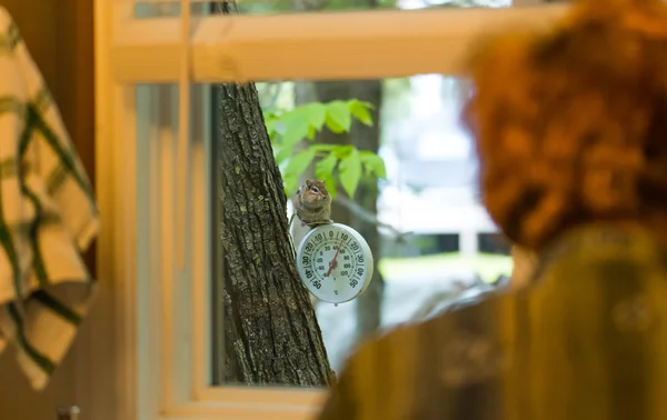 Chipmunk montres femme par la fenêtre de la cuisine . — Photo