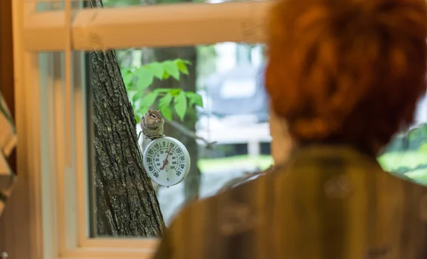 Chipmunk watches woman through kitchen window. — Stock Photo, Image