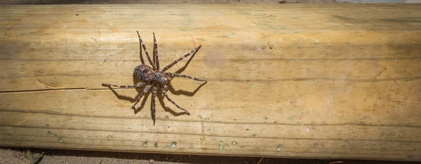Large Dock spider on a piece of 4x4 lumber.  Cottage country terror. — Stock Photo, Image