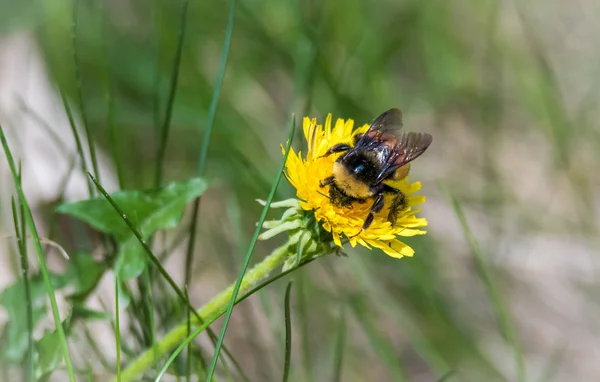 Eine junge Hummel sammelt im Frühling Pollen und Nektar von einer Löwenzahnpflanze. — Stockfoto