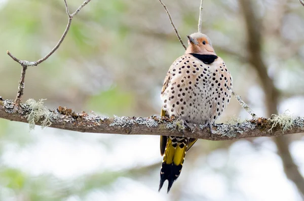 Happy žlutá podtrhnul blikání - Colaptes auratus na větev stromu jarní. — Stock fotografie