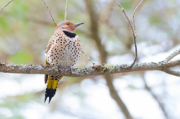 Joyeux scintillement jaune - Colaptes auratus sur une branche d'arbre printanier . — Photo