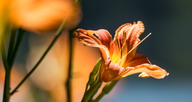 Sabah geç yaz mevsiminde portakal tiger lily yangın.