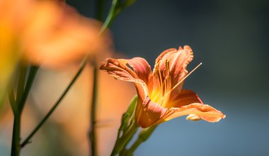 Sabah geç yaz mevsiminde portakal tiger lily yangın.