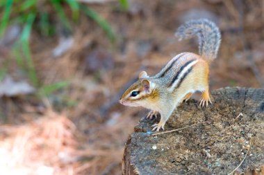 Eastern Chipmunk (tamias) sits atop a wood stump. clipart