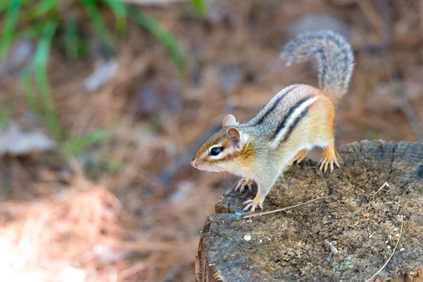 Eastern Chipmunk (tamias) sits atop a wood stump. — Stock Photo, Image