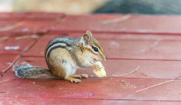 Esquisito e adorável esquilo oriental comendo um pedaço de banana . — Fotografia de Stock