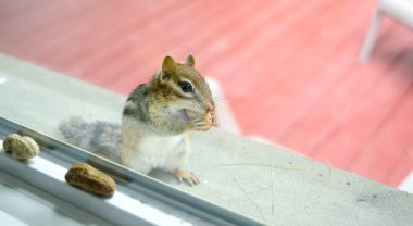 Fıstık toplama, meraklı bir Doğu sincap penceremden eşik üzerinden arkadaşlarınıza.