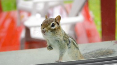 Penceredeki bir göz içinde parti Doğu sincap (Tamias),.