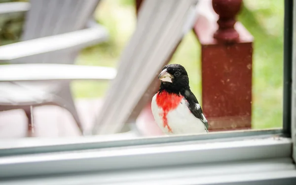 Kırmızı gül Breasted Kocabaş - Pheucticus ludovicianus - penceremin eşiğine üzerinde oturur ve eve görünüyor. — Stok fotoğraf