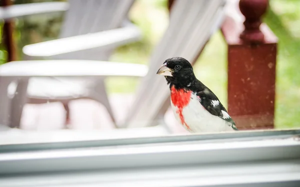 Kırmızı gül Breasted Kocabaş - Pheucticus ludovicianus - penceremin eşiğine üzerinde oturur ve eve görünüyor. — Stok fotoğraf