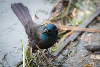 Genç Brewer'ın siyah kuş (euphagus cyanocephalus).